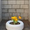 Flower Pot (from The Appleseed Necklace)